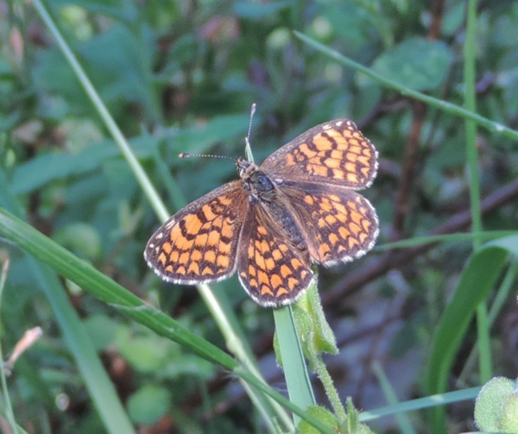 Farfalla da ident. - Melitaea athalia e Brenthis daphne